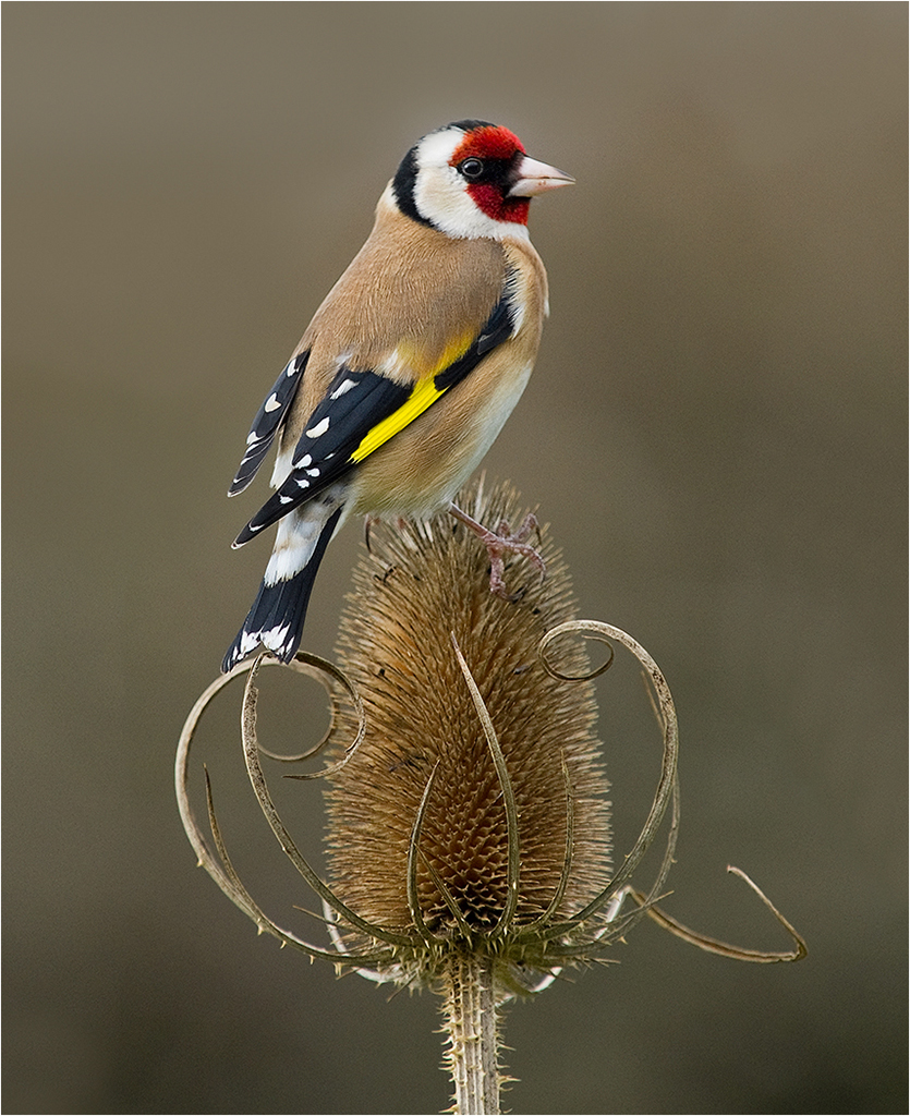Goldfinch On Teasel